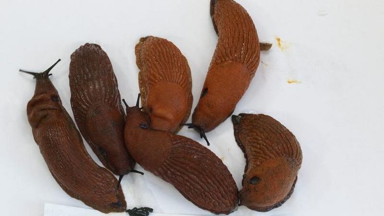 Die invasive Spanische Wegschnecke (Arion vulgaris) mit Hybridformen. Bild:Senckenberg.