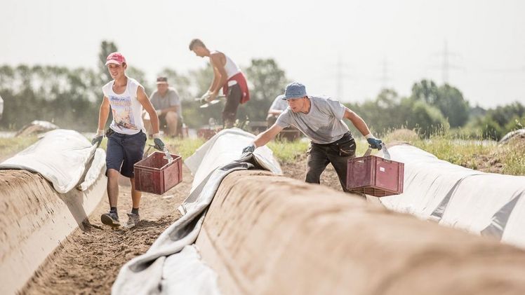 Spargelernte. Bild: VSSE e.V. / Christoph Göckel.