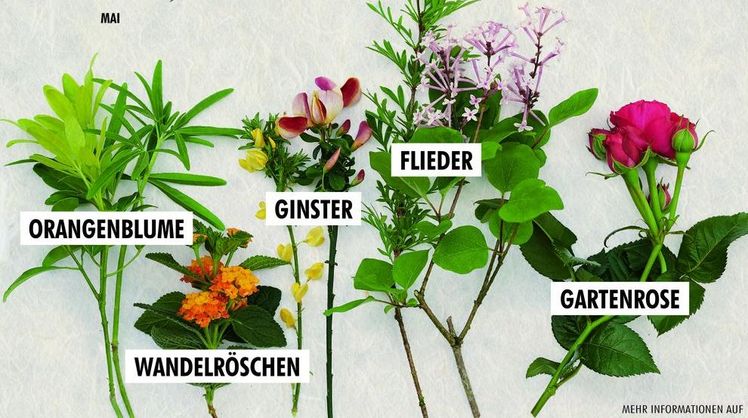 Duftende Blickfänger: Gartenpflanzen des Monats Mai. Bild: Pflanzenfreunde.de.