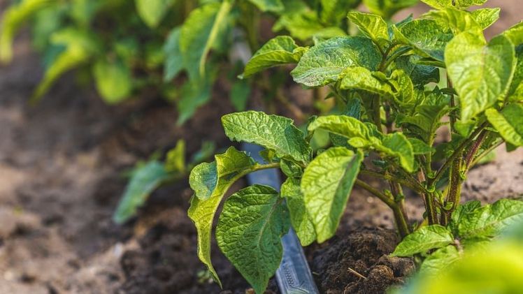 Tropfbewässerung in Kartoffeln. Bild: BayWa AG / ArtSvitlyna.