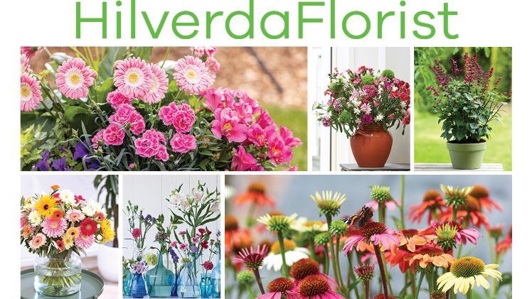In der kommenden Saison will man dann den neuen Namen in der gesamten Kommunikation verwenden. Bild: HilverdaFlorist. In der kommenden Saison will man dann den neuen Namen in der gesamten Kommunikation verwenden. Bild: HilverdaFlorist.