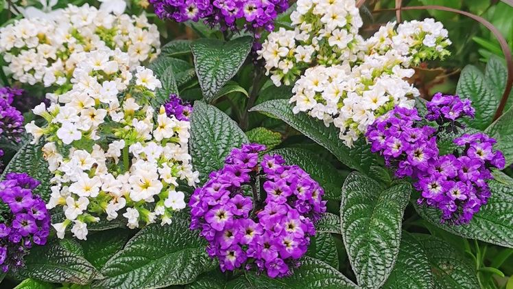 Die blauen und weißen, herrlich nach Vanille duftenden Blüten der Schmetterlings-Vanille werden von ihren glänzenden, dunkelgrünen Blättern ausdrucksstark in Szene gesetzt. Bild: GMH/Volmary GmbH.