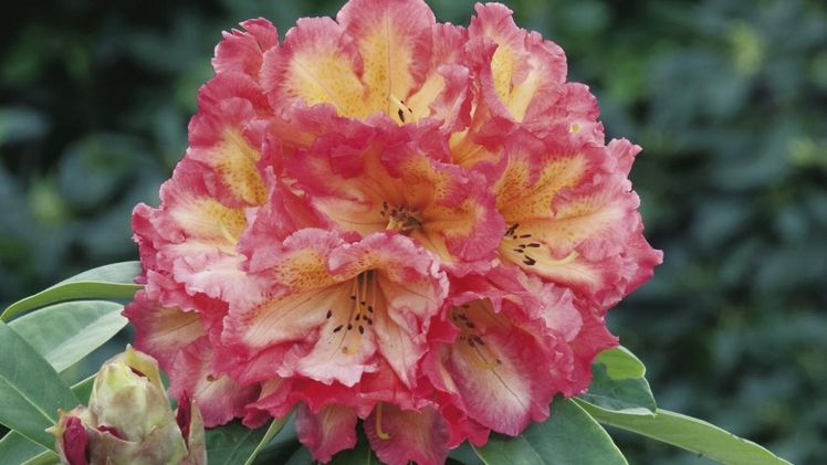 Klasmann Rhododendron zeigt Neuheit Rhododendron 'Sun Fire'. Bild: Klasmann.