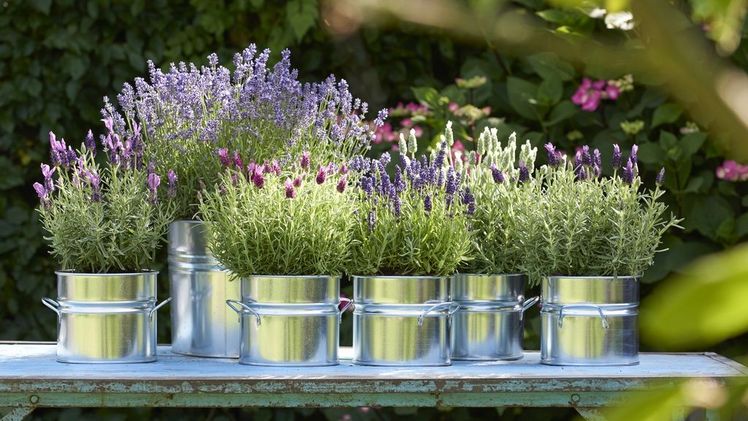 Balkonpflanze des Jahres 2018: Lavendel. Bild: Blumenbüro Holland.