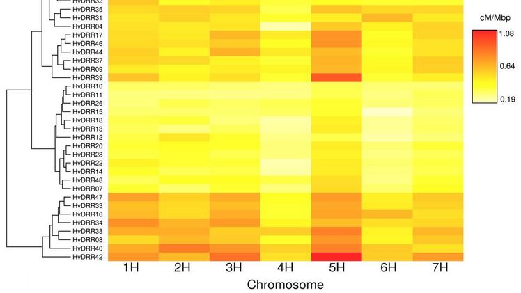 Grafische Illustration der Unterschiede in der Rekombinationsrate zwischen den 45 Sommergerstenfamilien, wobei rot eine hohe und weiß eine niedrige Rekombinationsrate bedeuten. Bild: HHU / Federico Casale.