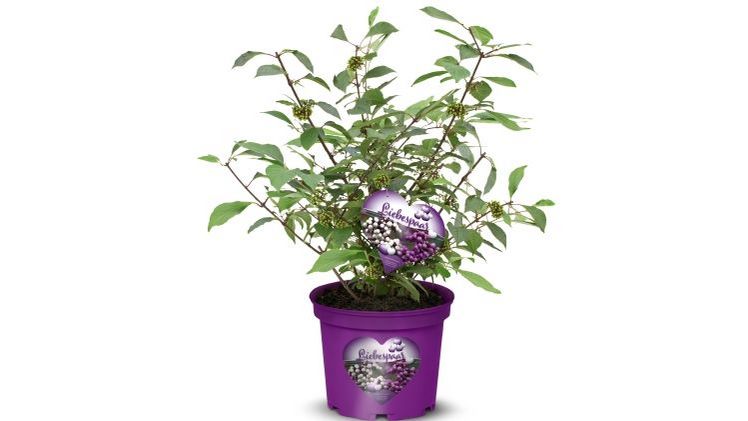 Auffällig am Point of Sale - Callicarpa 'Liebespaar' mit ansprechenden Etikett.