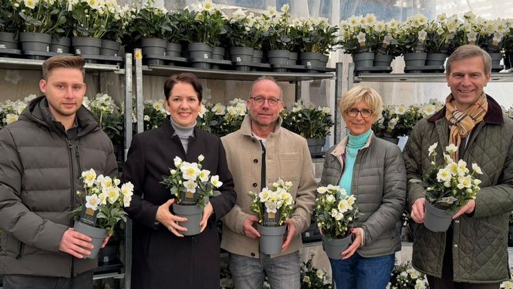 Christrosen vom Herzen des Niederrheins: Der politische Besuch informierte sich über die regionale Produktion der winterlichen Kulturen im Kreis Kleve. Bild: Landesverband Gartenbau NRW.