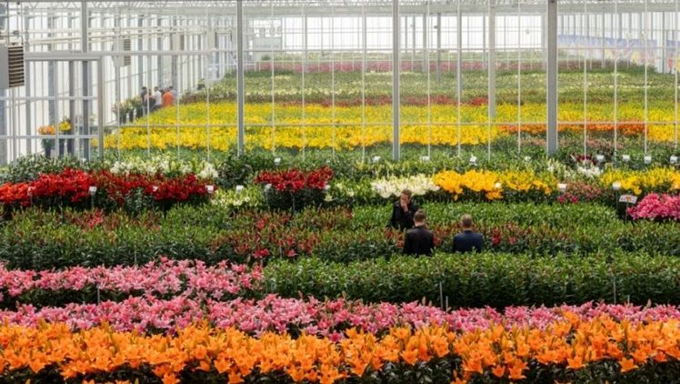 Dutch Lily Days 2024 bei C. Steenvoorden. Bild: © rolfvankoppenfotografie.