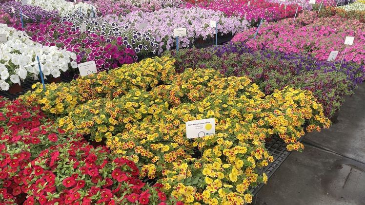 Neue Calibrachoa der LIA Serie. Bild: Danziger.