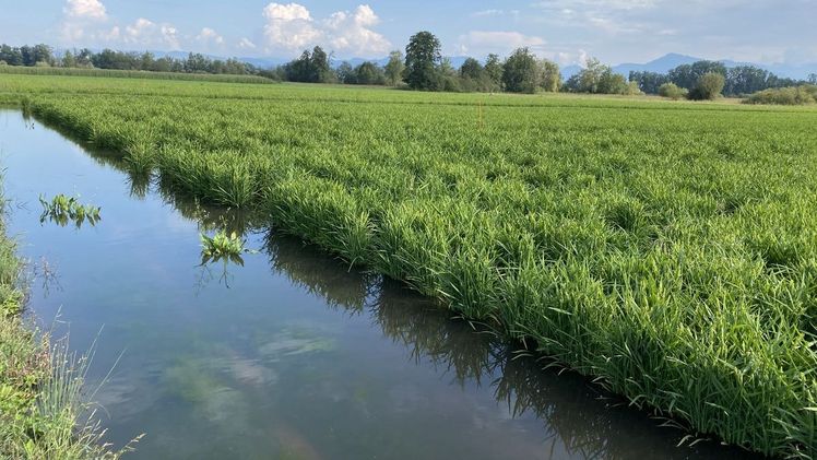 Nassreisfeld mit seltenen Pflanzenarten und Kreuzkröten im aargauischen Mühlau. Bild: Yvonne Fabian/Agroscope.