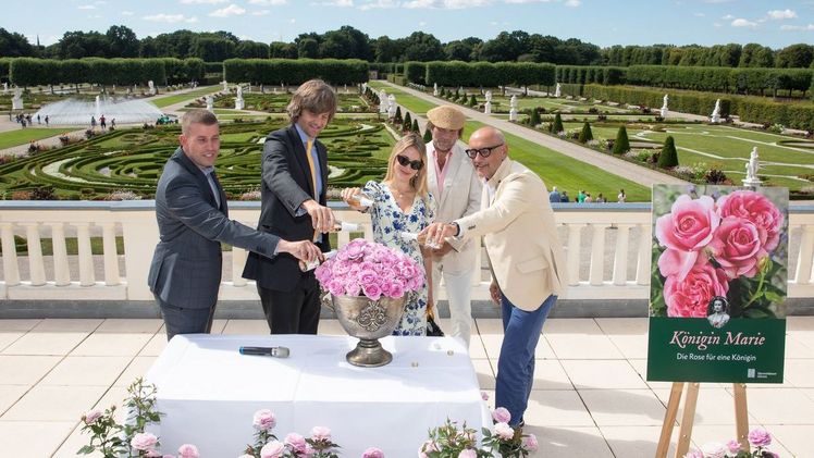 Königliche Gartenkunst: Die Duftrose trägt den Namen „Königin Marie“. Bild: Herrenhäuser gärten.