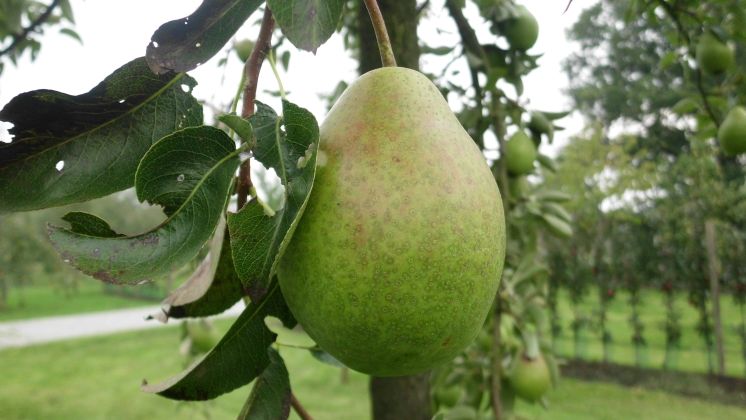 Birnen werden auf einer Fläche von 21 Hektar angebaut. Bild: GABOT.