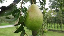 Es gehe um weit mehr als „nur“ um einzelne Betriebe - es gehe um die Zukunft einer regionalen Lebensmittelproduktion. Bild: GABOT.