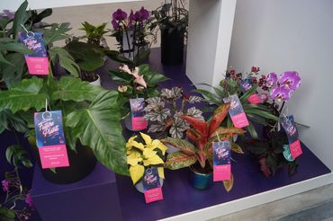 Future Plants by Waterdrinker in Aalsmeer. Bild: GABOT.