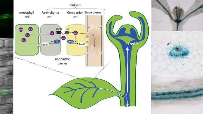 Schema der Saccharosesynthese und des Saccharosetransports im Blatt und Lokalisierung des T6P-synthetisierenden Proteins TPS1 im Spross- und Wurzelgefäßsystem sowie in der Sprossspitze. Bild: Max-Planck-Institut für Molekulare Pflanzenphysiologie.
