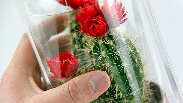 Pflanzenverpackung aus Kunststoff. Bild:Voges Verpakking B.V..