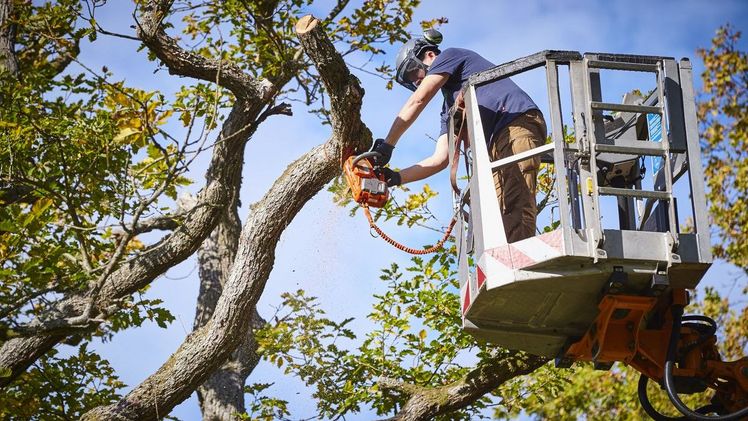 Nur qualifizierte Baumpfleger sind Mitglied im Fachverband geprüfter Baumpfleger. Bild: FgB.