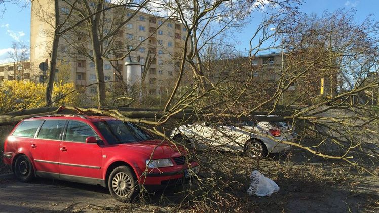 Qualitätsgemeinschaft Baumpflege und Baumsanierung veröffentlicht Handlungsempfehlungen.