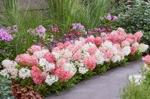 Hydrangea Groundbreaker® Blush™. Bild: Heinje. Hydrangea Groundbreaker® Blush™. Bild: Heinje.