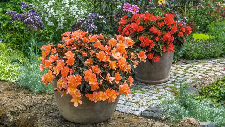 Eine hervorragende Sommerperformance mit fantastischen, orange leuchtenden Blüten kennzeichnen die „Pflanze des Jahres 2024“ für Rheinland-Pfalz und das Saarland. Bild: GMH.