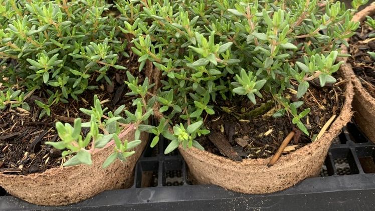 Neuer torffreier Topf mit Sphagnum-Moos. Bild: Jiffy.