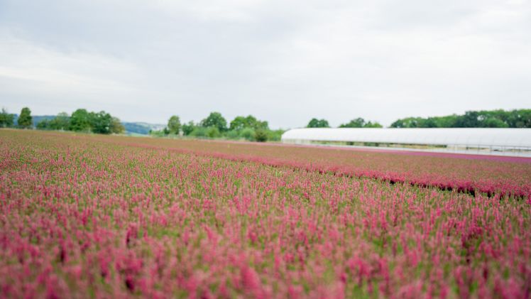 Die Gartenbau-Versicherung VVaG bietet eine neue Versicherungslösung für hochwertige Topf- und Containerflächen an. Foto: © Gartenbau-Versicherung 2026.