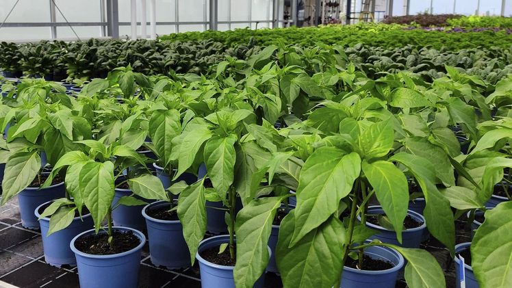 Blick in den ALTMARKTgarten Oberhausen: Auf dem Ebbe-Flut-Tisch werden Pflanzen zeitgesteuert mit Wasser und Nährstoffen versorgt. Bild: Fraunhofer UMSICHT.