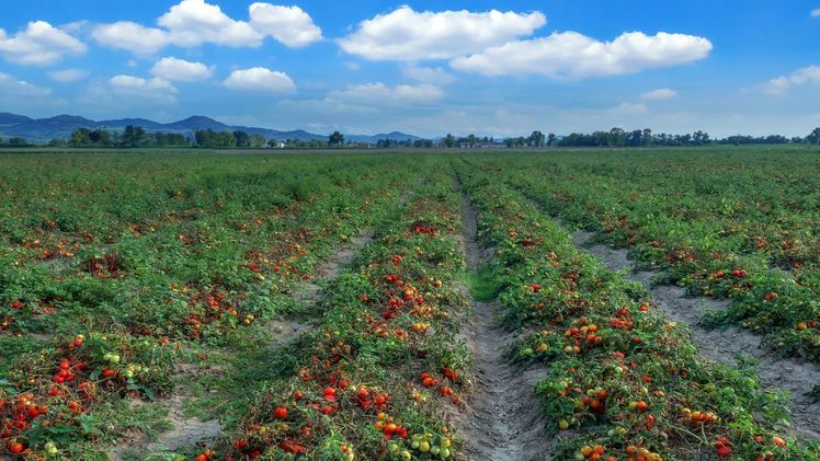 Tomatenfeld mit gesunden Pflanzen. Bild: Bayer.