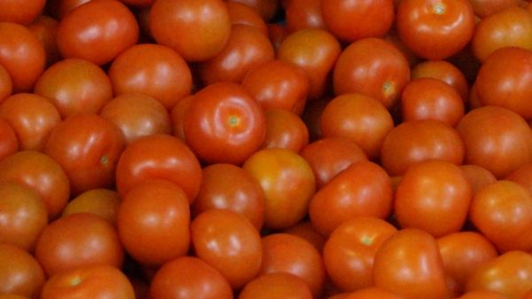 Die Türkei hat zuletzt 1,26 Mio. Tonnen Frischgemüse exportiert. Bild: GABOT.