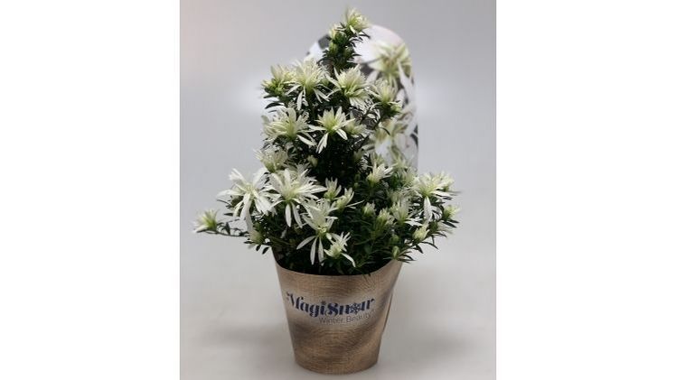 Hortinno® Magisnow 'Winter Beauty'®. Bild: Hortinno.