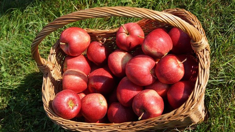 Vieles muss stimmen für optimale Äpfel. Bild: mg. 
