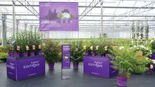 First Editions® steht für exklusive Gehölze mit außergewöhnlichen Blüten. Bild: zu Jeddeloh Pflanzenhandels-GmbH.