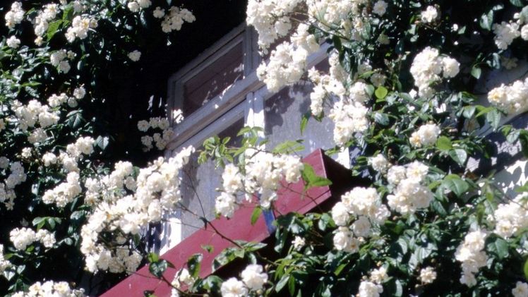 Begeistert nicht nur Rosamunde-Pilcher-Fans – Kletterrosenrausch und Insektenschutz am Haus. Bild: GMH/GBV.