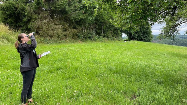 Ernteschätzung mit Augenmaß - Seit 1995 erstellt der VdF über die sogenannte „Bavendorfsche Fruchtbehangschätzung“ Prognosen über die Ernte der Streuobstäpfel. Bild: VdF.