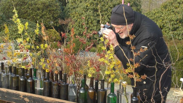 Besonders prächtig zeigen sich alljährlich die Hamamelis im Park der Gärten. Bild: Park der Gärten.