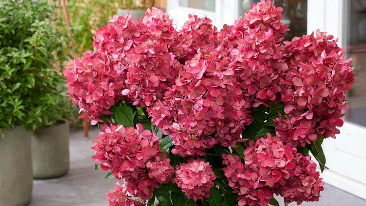 Hydrangea paniculata Bonfire ist leuchtender Mittelpunkt einer jeden Pflanzung und zeigt laufend wechselnde Farben. Bild: Plantipp.