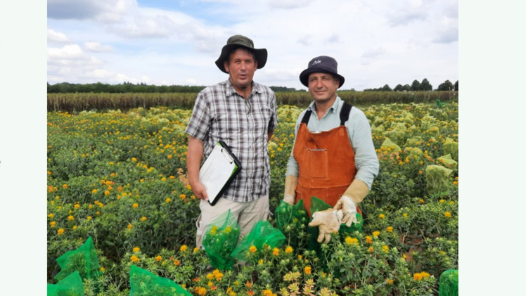 Arben Mrasori und Hans Peter Maurer beim Selektieren im Saflorzuchtgarten der Landessaatzuchtanstalt. Bild: Universität Hohenheim.