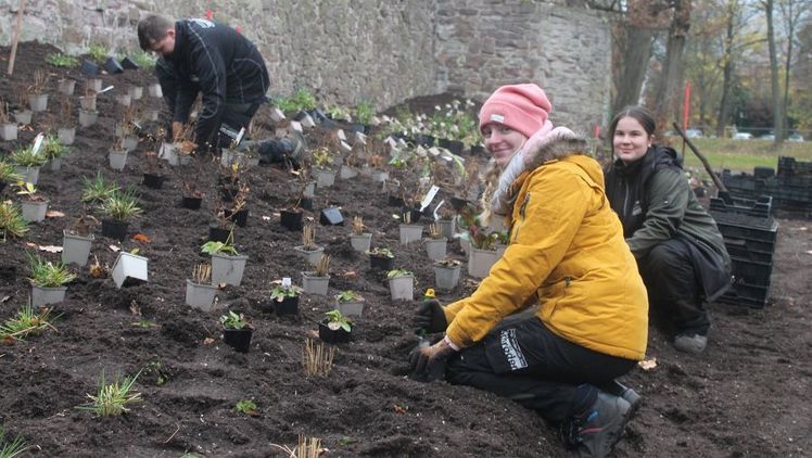 Entlang der Stadtmauer wird ein riesiges Beet mit Stauden, Gräsern und Farnen angelegt. Bild: LGS 2023 Höxter/Manuela Puls. Entlang der Stadtmauer wird ein riesiges Beet mit Stauden, Gräsern und Farnen angelegt. Bild: LGS 2023 Höxter/Manuela Puls.