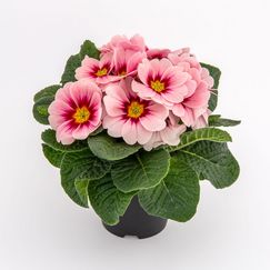 aurela apfelblüte. Bild: Ebbing-Lohaus.