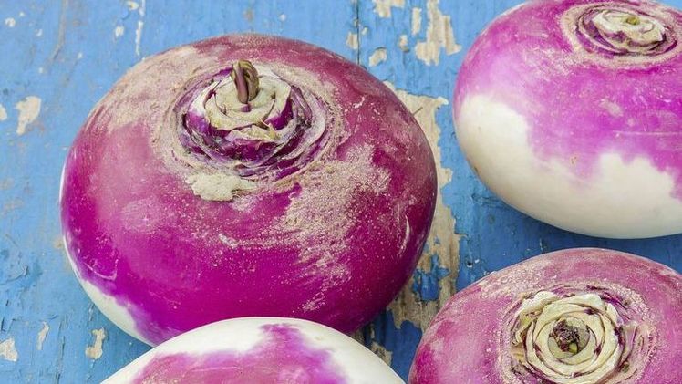 Die Herbstrübe ist verwandt mit der Mairübe. Bild: pd, lid.ch.