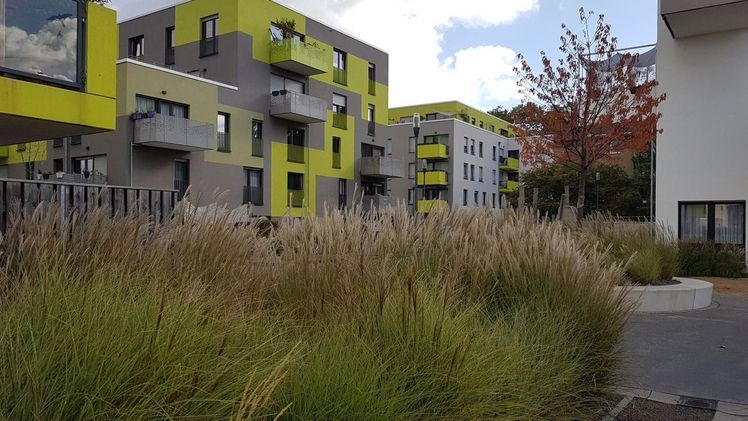 Die Freiflächen in Neubaugebieten müssen viele Funktionen erfüllen: Hier brechen sie auf attraktive Art und Weise die harten Linien der Architektur. Je nach Licht, Wetter und Wind verändert sich das Erscheinungsbild. Foto: elegrass.