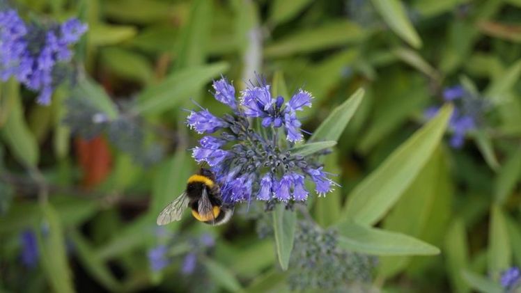 Der landwirtschaftliche Berufsstand stehe zum Insektenschutz und zur Förderung der Biodiversität, sagt Hartelt. Bild: GABOT.
