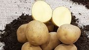 Mögliches EU-Verbot für bäuerliche Weitergabe von Saatkartoffeln bedroht die Vielfalt. Bild: GABOT.