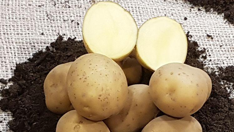 Zukünftig soll das Modul "Kartoffelproduktion" allen Interessierten zugänglich sein. Bild: GABOT.