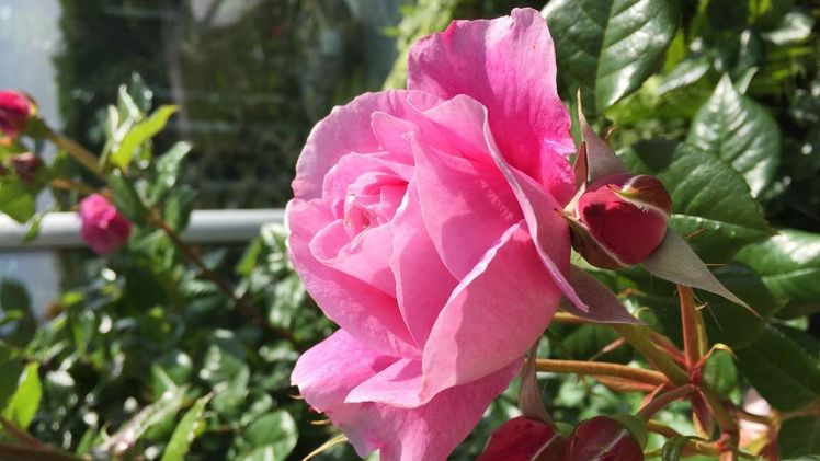 'Our Last Summer' hat international viele Preise für seinen wunderbaren Duft und seine schönen Blumen gewonnen. Bild: Roses Forever. 