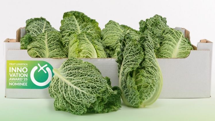 Der Wirsing-Spitzkohl 'Samantha F1' wurde für den FRUIT LOGISTICA Innovation Award 2025 nominiert. Bild: Bejo.