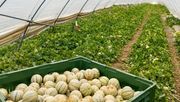 Der Einsatz von Hummeln verbessert nachweislich Größe, Süße und Marktwert von Melonen. Bild: Biobest.