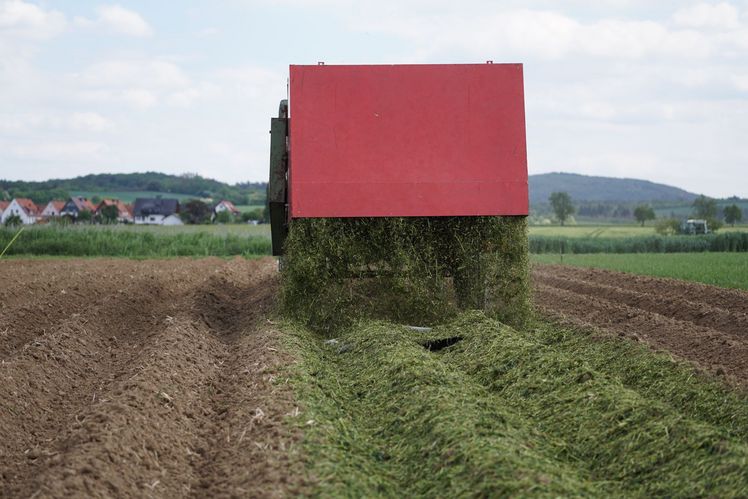Ausbringung von Kleegras-Schnitt als Transfermulch auf Kartoffeldämme. Bild: BÖL.