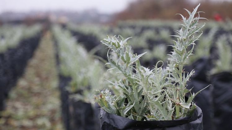 Die schwarze Folie verhindert, dass der Kardy zu bitter wird. Bild: lid. 