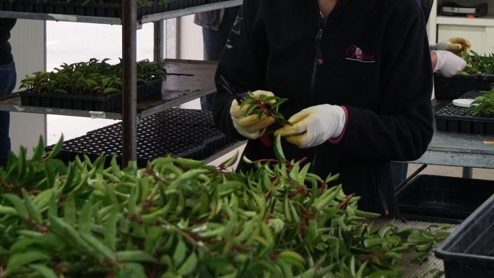 Viel Handarbeit braucht viele Arbeitskräfte... Bild: GABOT.